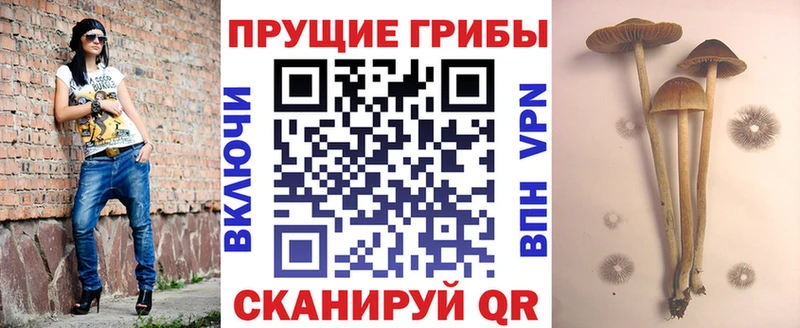 даркнет телеграм Олонец Псилоцибиновые грибы Cubensis